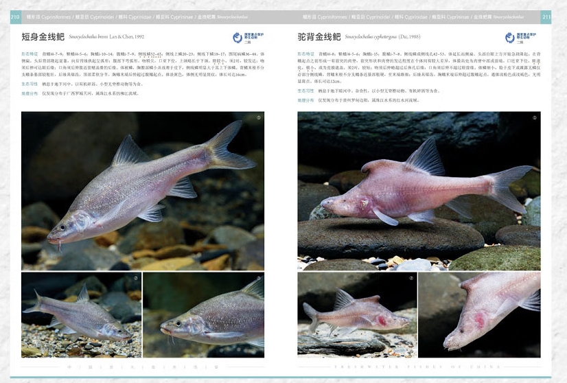 Freshwater Fishes of China(2 Volumes set), China Scientific Book